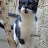 Eloise in Hattersheim(ALO)