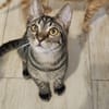 Kleiner Bandit sucht sein Zuhause