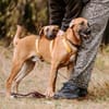 Pete-Junghund sucht sein erstes Zuhause