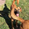 Pete-Junghund sucht sein erstes Zuhause