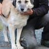 Mana - sehr verschmust u. lieb