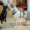 Georgia 9 Jahre 70 cm
