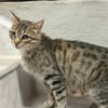 Tigermädchen Flia sucht ihre Familie