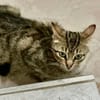 Tigermädchen Flia sucht ihre Familie