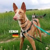 Xenon - Bildschöner Podenco