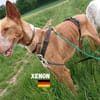 Xenon - Bildschöner Podenco
