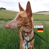 Xenon - Bildschöner Podenco