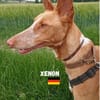 Xenon - Bildschöner Podenco