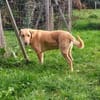 Charlie- Senior sucht ruhiges Plätzchen