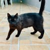 Lackfellchen Nia sucht ihre Familie