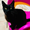 Lackfellchen Nia sucht ihre Familie