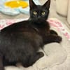 Lackfellchen Nia sucht ihre Familie