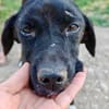 Jagdhund Mix, Hündin, 2 Jahre