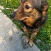Nino-lebensfroher Junghund sucht dich!