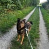 Nino-lebensfroher Junghund sucht dich!