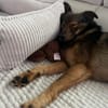 Nino-lebensfroher Junghund sucht dich!