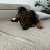 Nino-lebensfroher Junghund sucht dich!