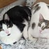 Charlie & Lucas suchen zusammen