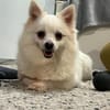 Lumi wurde von einem Vermehrer entsorgt