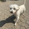 Sammy, Sensibelchen sucht Ruhe