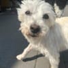 Sammy, Sensibelchen sucht Ruhe