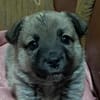 Ella, Hundekind noch ohne Zuhause