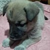 Ella, Hundekind noch ohne Zuhause