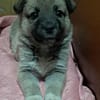 Ella, Hundekind noch ohne Zuhause