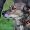 Bella - liebe, verschmuste Traumhündin