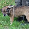 Bella - liebe, verschmuste Traumhündin
