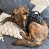 Sabina - kleine Hündin sucht Körbchen