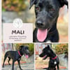 Mali: Fröhliche Labrador-Mix-Hündin