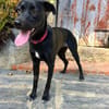 Mali: Fröhliche Labrador-Mix-Hündin