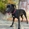 Mali: Fröhliche Labrador-Mix-Hündin