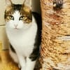 Selimi gern als Einzelkatze