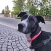 Szofia VA-Zweite Chance gesucht!