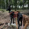 Pablo, unser Vollbluthengst im Hund