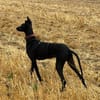 Pablo, unser Vollbluthengst im Hund