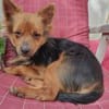 Pistachio, kleines Löwenherz sucht