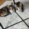 Malina und Ljuba aus dem Tierschutz