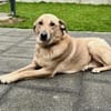 Lucky - gemütlicher Alltagsbegleiter 🐶