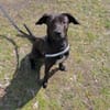Patch neugieriger Jungspund sucht dich