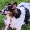 Duque - liebevolles Zuhause gesucht