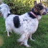 Duque - liebevolles Zuhause gesucht