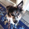 Duque - liebevolles Zuhause gesucht