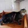 Sissi, verschmuste Wohnungskatze