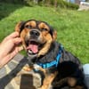 Charlie sucht sein liebevolles Zuhause
