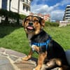 Charlie sucht sein liebevolles Zuhause