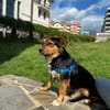 Charlie sucht sein liebevolles Zuhause