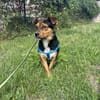 Charlie sucht sein liebevolles Zuhause